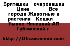 Бриташки - очаровашки.  › Цена ­ 3 000 - Все города Животные и растения » Кошки   . Ямало-Ненецкий АО,Губкинский г.